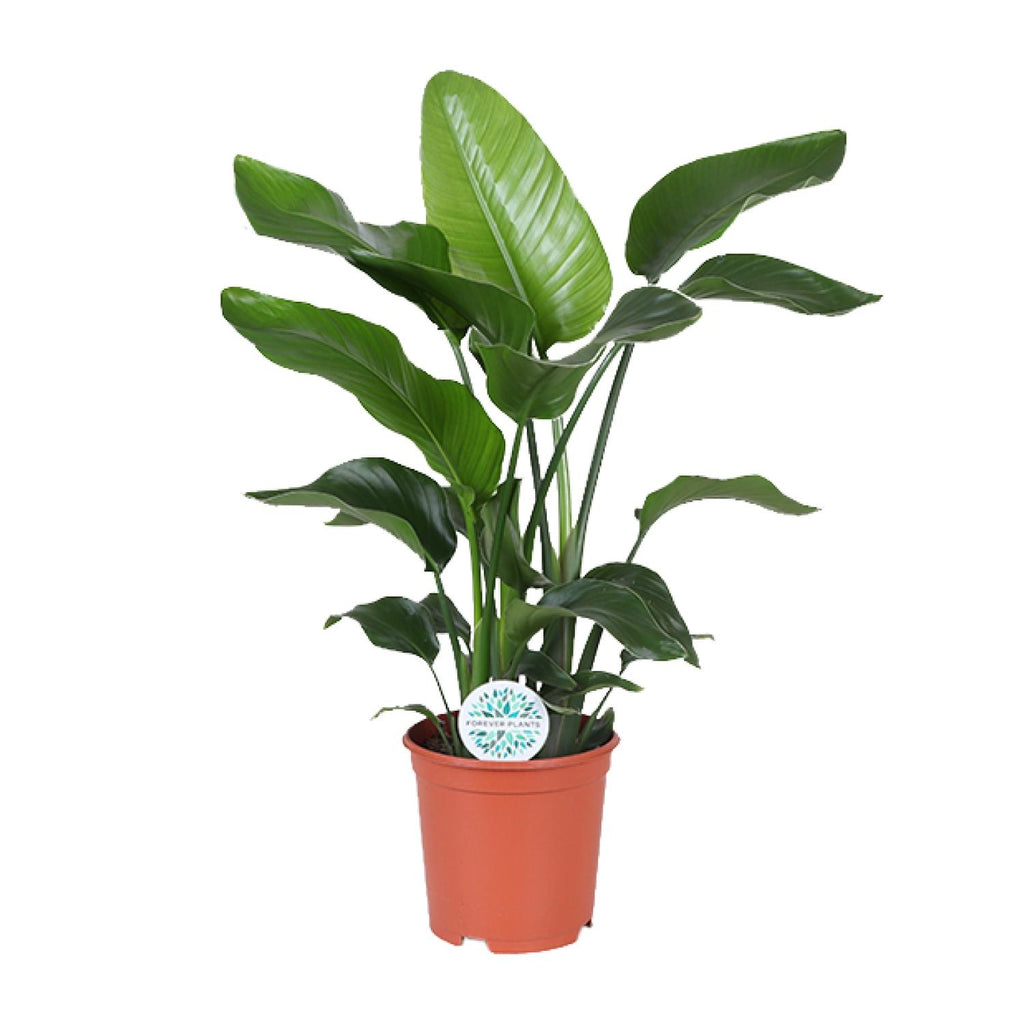 Strelitzia nicolai (witte paradijsvogelbloem) – Ø21 cm, 80 cm hoog