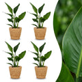 4× Strelitzia reginae (paradisfugleblomst) med kurv i søgræs – Ø12 cm, 35 cm høj