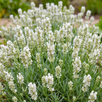 Lavandula angustifolia 'Edelweiss' (lavande) – blanc – 12 plants, Ø11 cm, 15–25 cm de haut