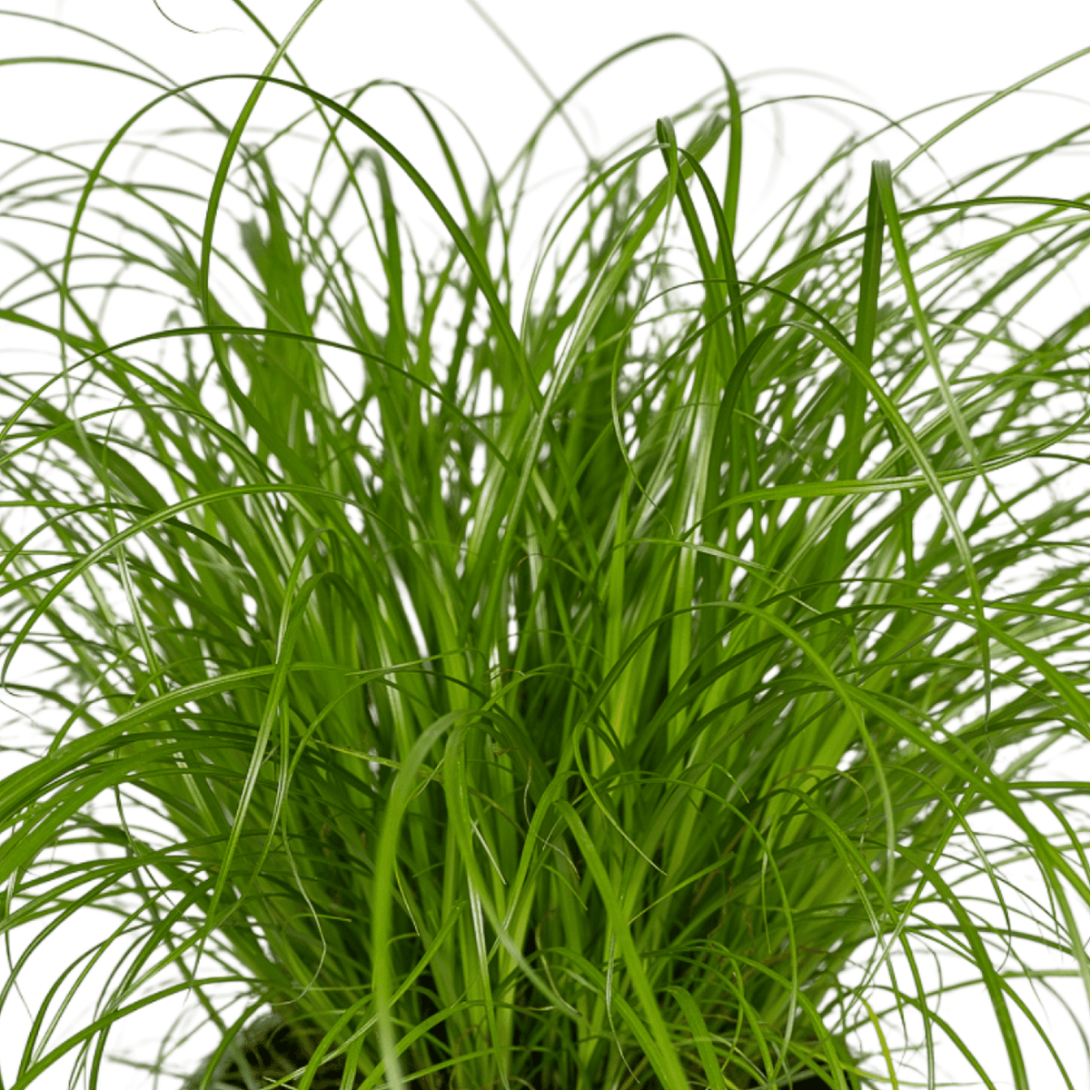 4× Herbe à chat (Cyperus) – Ø12 cm, 20 cm de haut