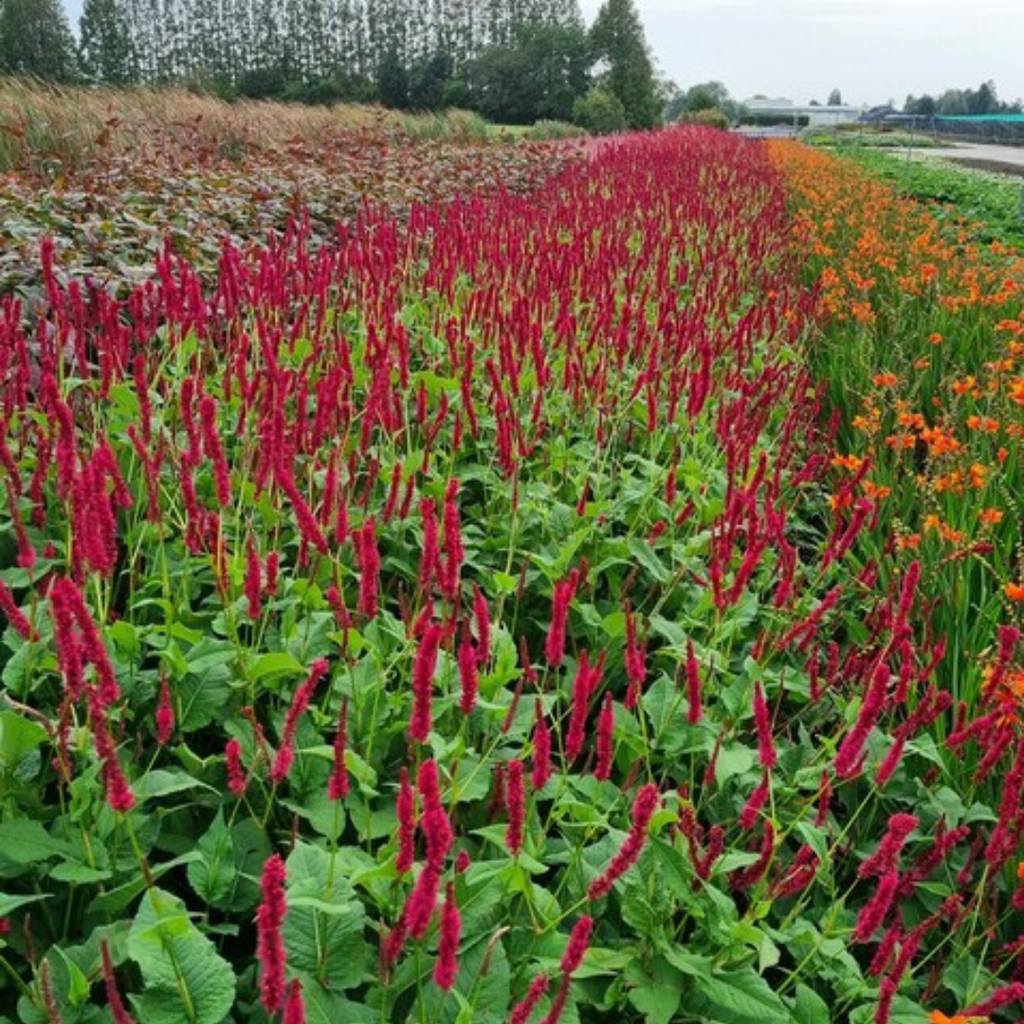 Persicaria anomala 'Blackfield' (impatiens) – 24 plantes, Ø9 cm, 10–25 cm de haut – photo 7
