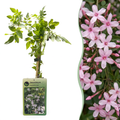 Jasminum stephanense (jasmin rose) – 6 plantes, Ø9 cm, 35 cm de haut