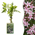 Jasminum stephanense (jasmin rose) – 6 plantes, Ø9 cm, 35 cm de haut