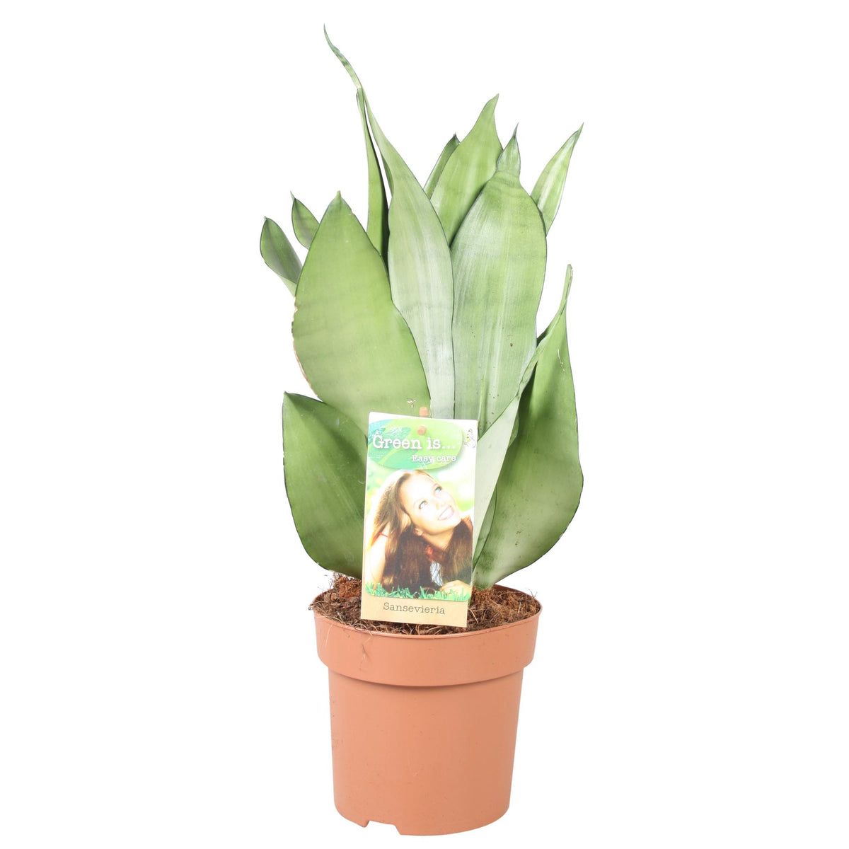 Sansevieria Moonshine (vrouwentong) – Ø14 cm, 40 cm hoog