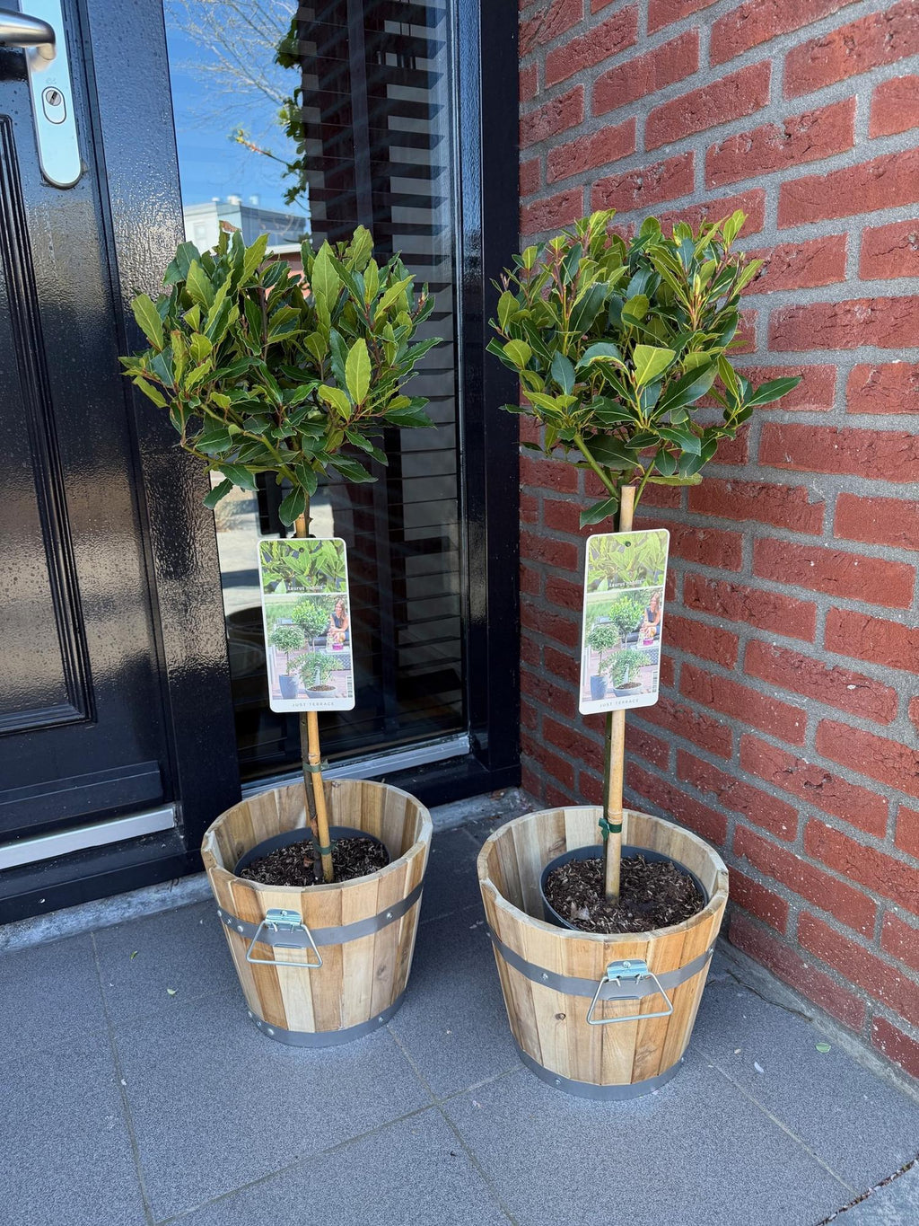 Laurus nobilis (Lorbeer) auf Stamm – Ø 19 cm, 90 cm hoch – Bild 5
