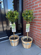 Laurus nobilis (Lorbeer) auf Stamm – Ø 19 cm, 90 cm hoch