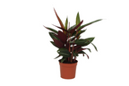 Calathea Stripestar – Ø12 cm, 40 cm hög
