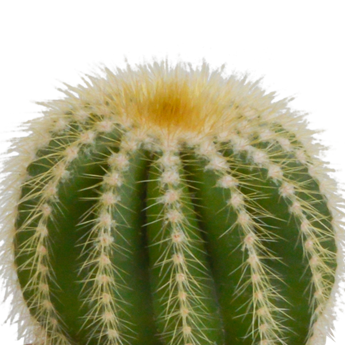 3× Koglekaktus mix (Cactaceae) – Ø9 cm, 16 cm høj