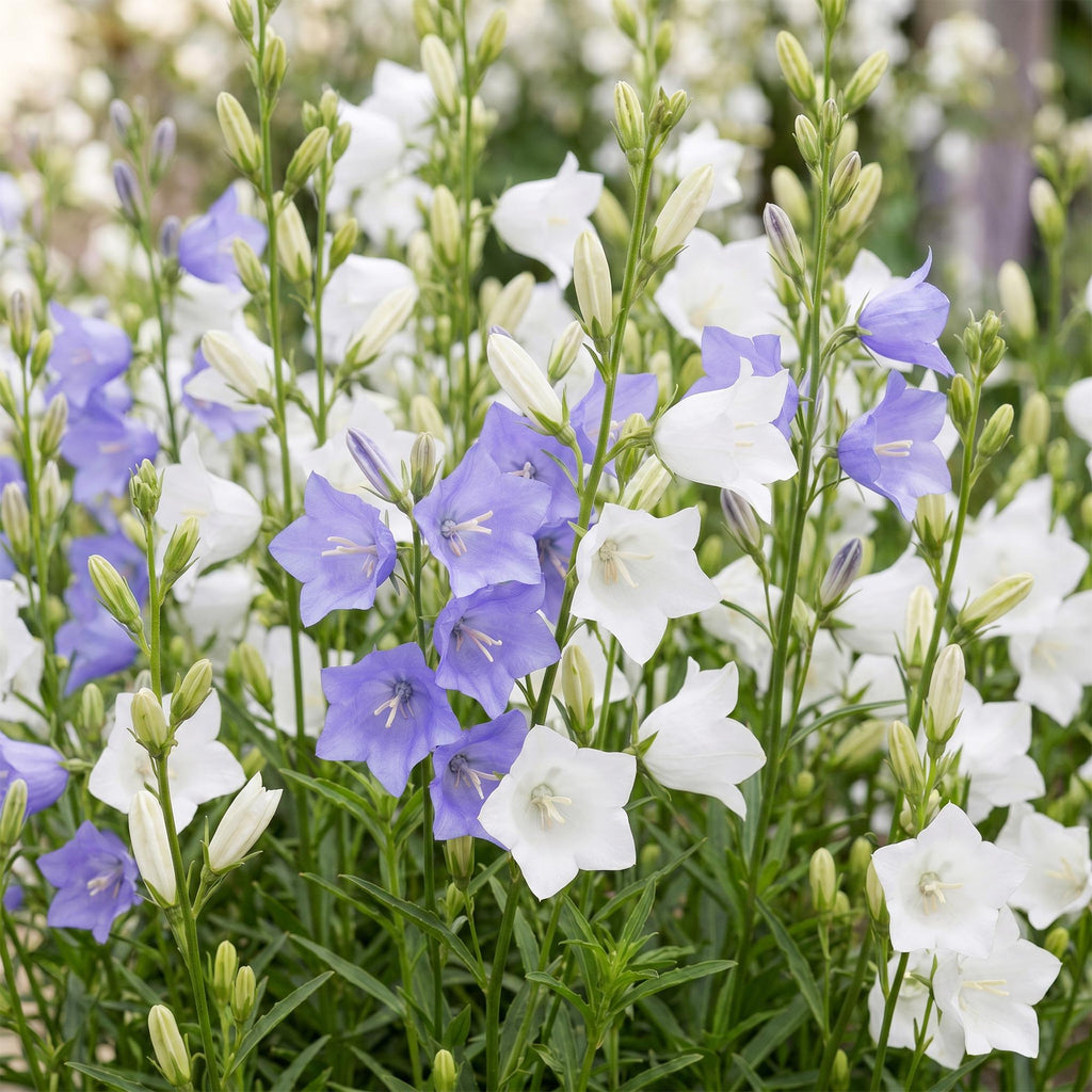 Campanula persicaria 'Duo' (Kärrchen) – blau-weiß – 6 Pflanzen, Ø 11 cm, 15–25 cm hoch – Bild 5