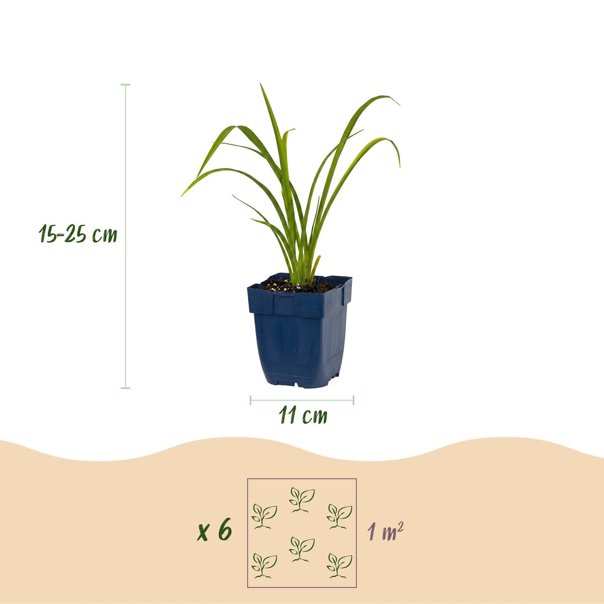 Hemerocallis 'Mauna Loa' (Taglilie) – orange – 24 Pflanzen, Ø11 cm, 15–25 cm hoch – Bild 3