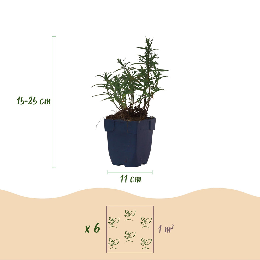 Aster 'Mittelmeer' – lila – Ø11 cm, 15–25 cm hoch