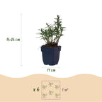 Aster 'Mittelmeer' – lila – Ø11 cm, 15–25 cm hoch