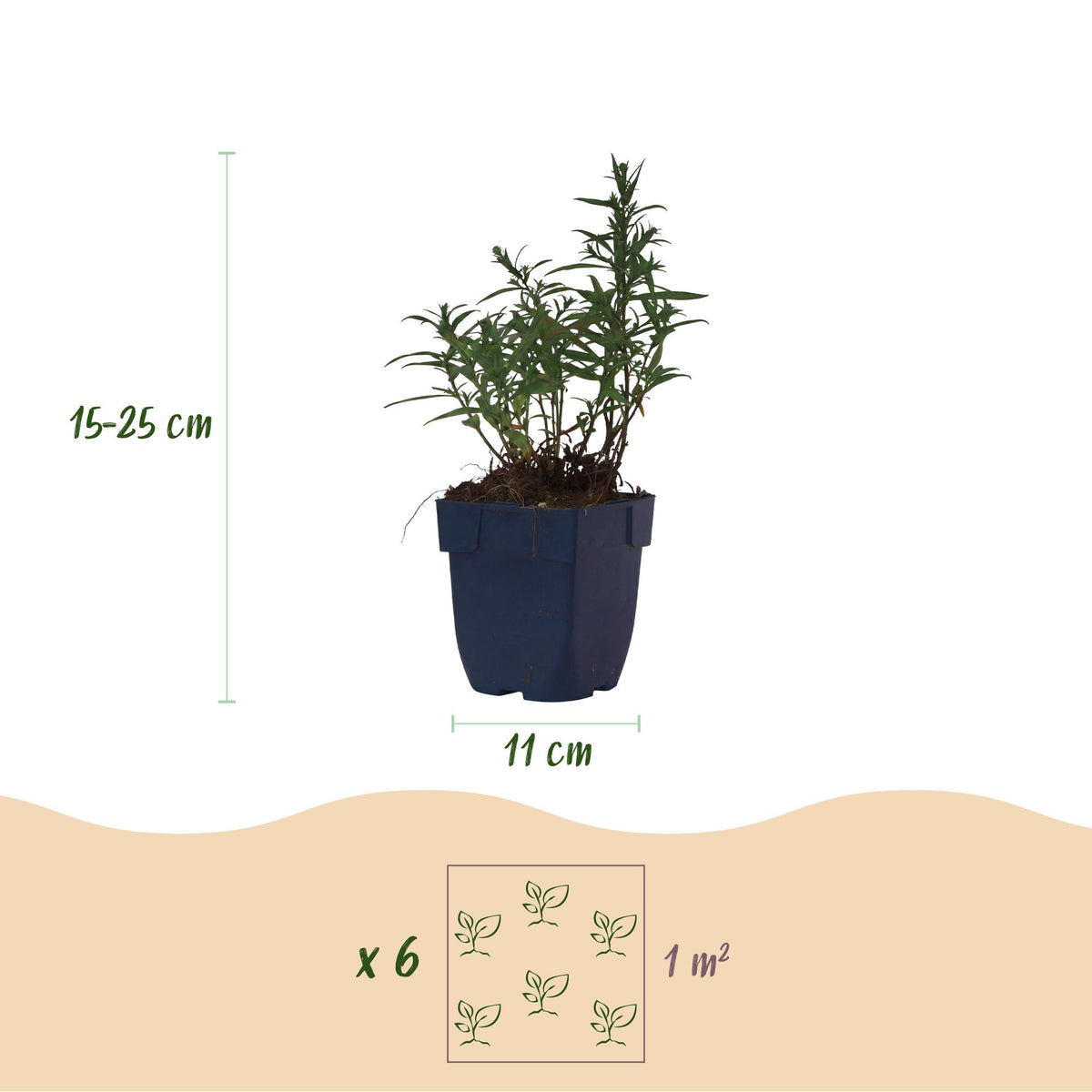 Aster 'Mittelmeer' – paars – Ø11 cm, 15–25 cm hoog