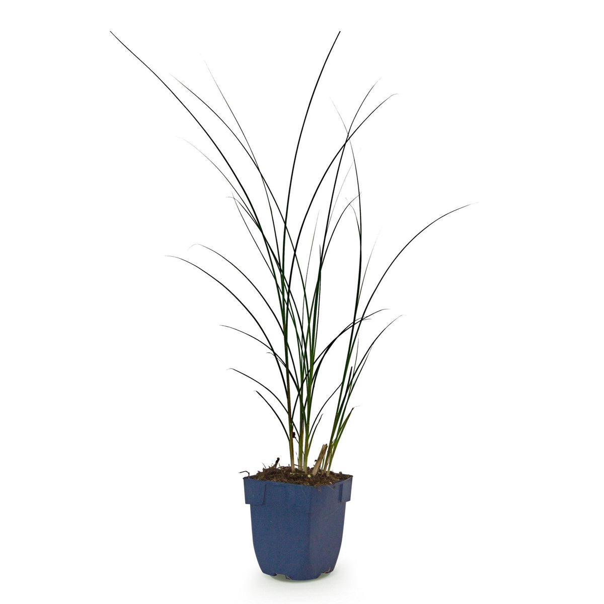 Miscanthus sinensis 'Gracillimus' (miscanthus) – Ø11 cm, 15–25 cm de haut – photo 2