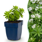 Galium odoratum (walstro) – wit – 6 planten, Ø11 cm, 15–25 cm hoog