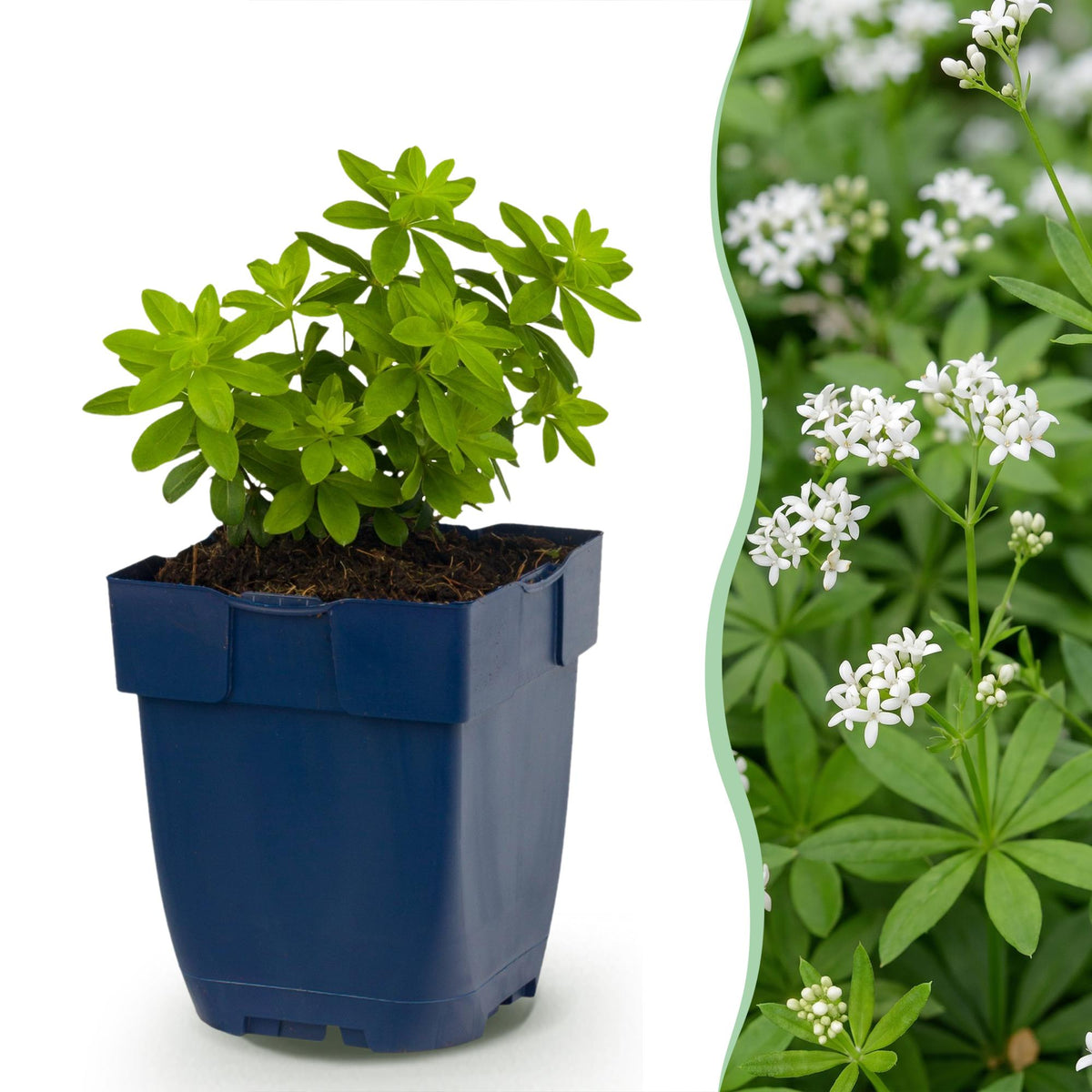 Galium odoratum (walstro) – wit – 6 planten, Ø11 cm, 15–25 cm hoog