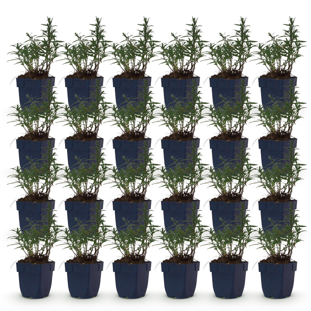 Aster 'Mittelmeer' – lila – 24 Pflanzen, Ø 11 cm, 15–25 cm hoch – Bild 2