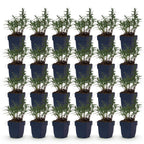 Aster 'Mittelmeer' – lila – 24 Pflanzen, Ø 11 cm, 15–25 cm hoch