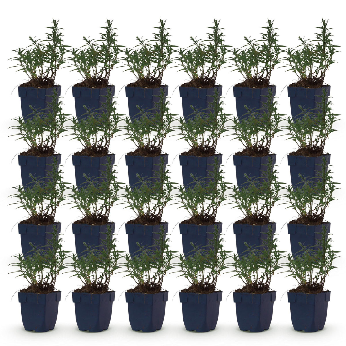 Aster 'Mittelmeer' – paars – 24 planten, Ø11 cm, 15–25 cm hoog