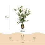 Acer palmatum 'Katsura' (Japanese maple) – Ø26 cm, 90 cm high