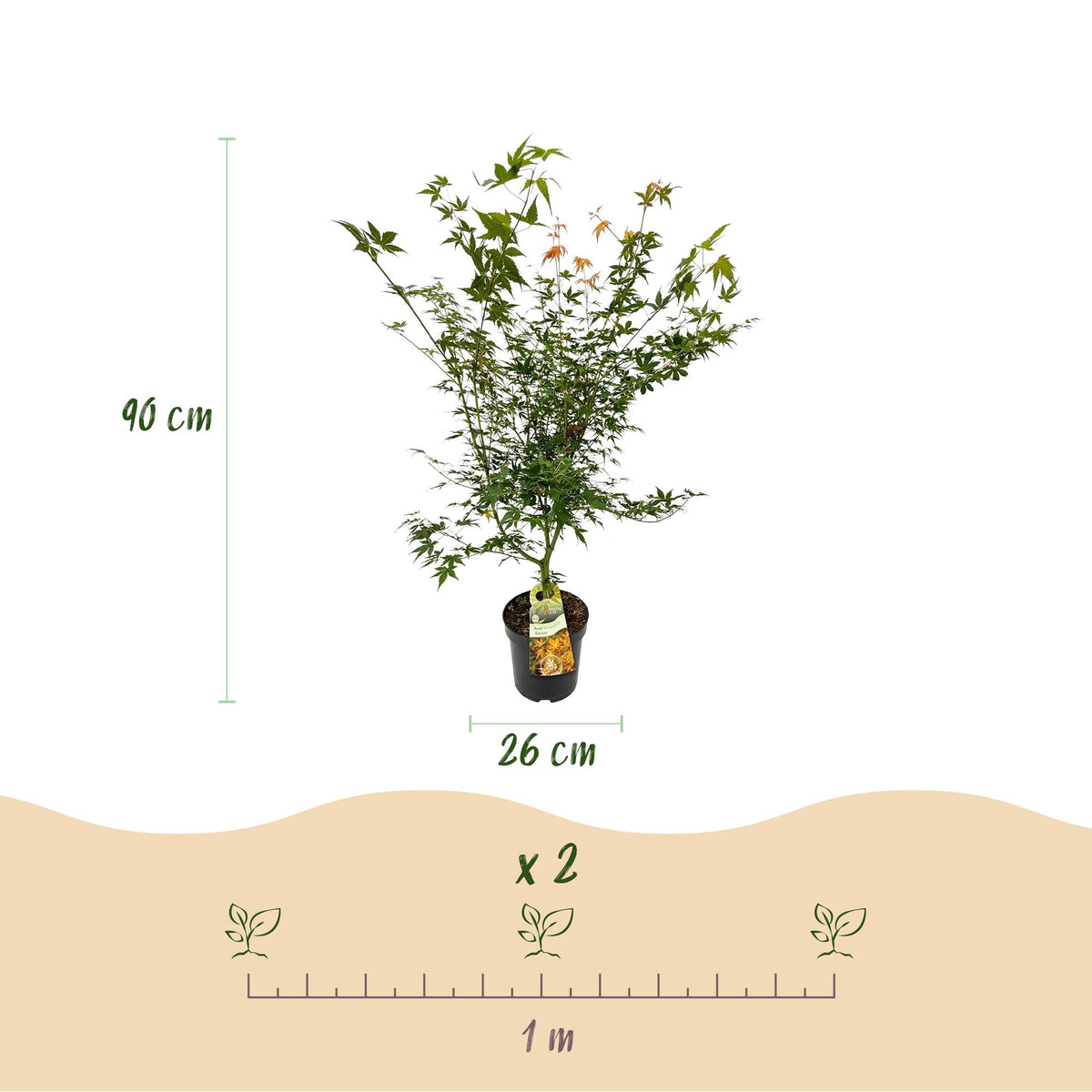 Acer palmatum 'Katsura' (Japanse esdoorn) – Ø26 cm, 90 cm hoog