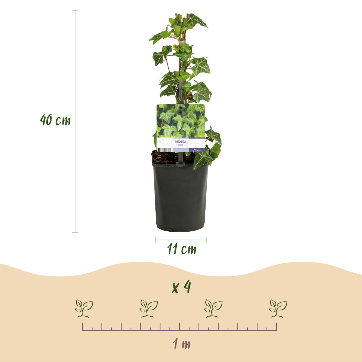 Hedera helix (klimop) – 2 planten, Ø11 cm, 40 cm hoog – foto 3