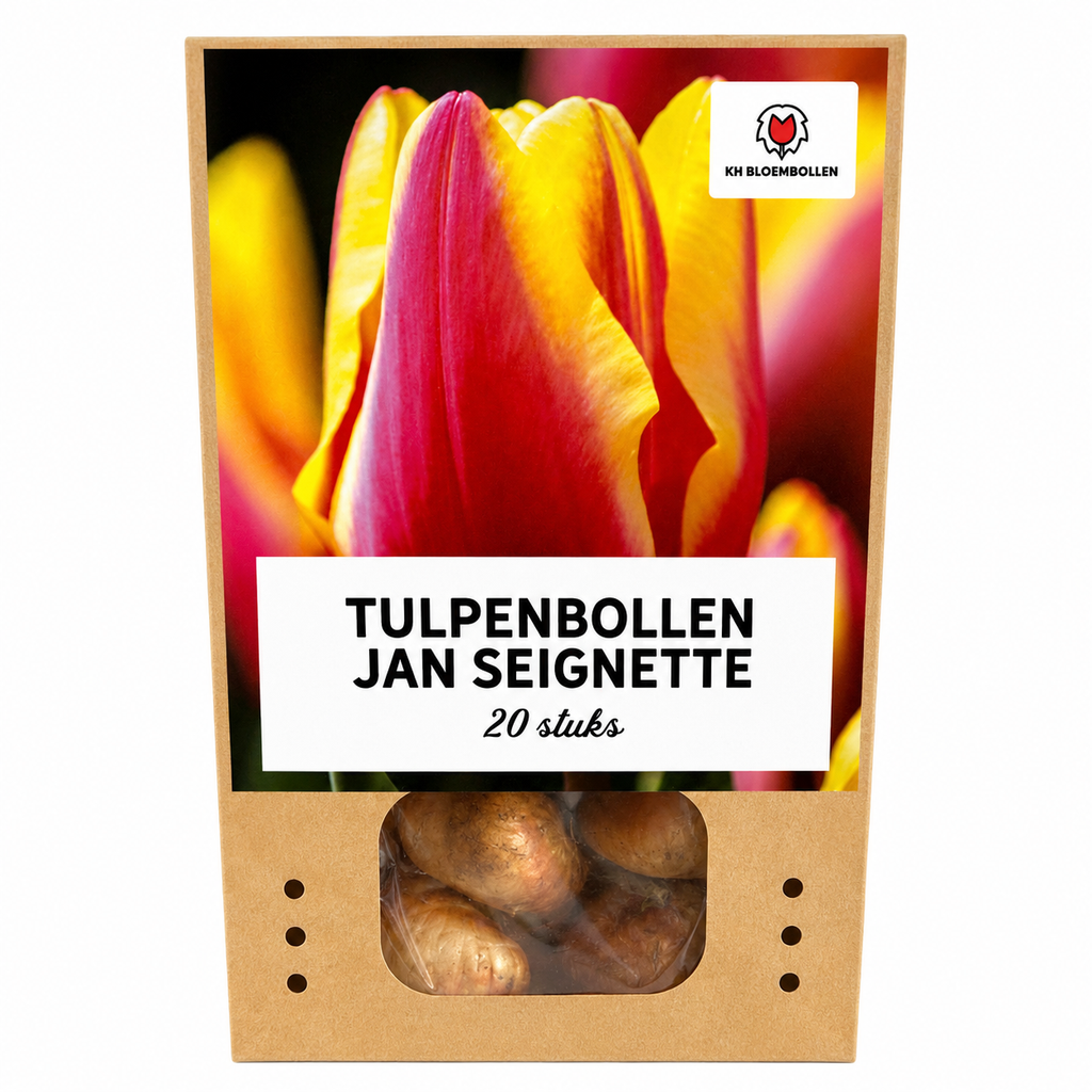 Tulipe 'Jan Seignette' – 20 bulbes (taille 11/12)