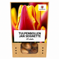 Tulipe 'Jan Seignette' – 20 bulbes (taille 11/12)