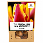 Tulipe 'Jan Seignette' – 20 bulbes (taille 11/12)
