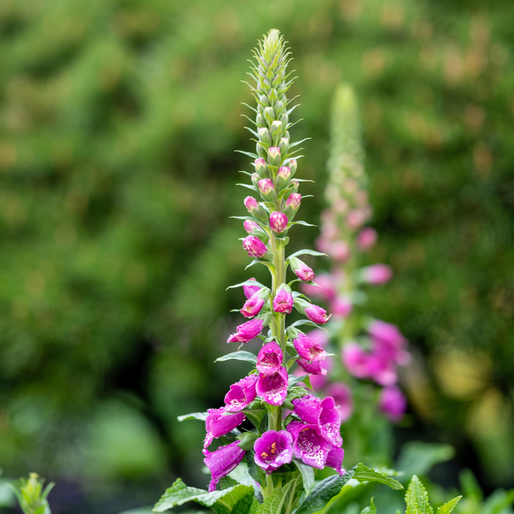 Digitalis purpurea (digitale pourpre) – 60 plants, Ø9 cm, 10–25 cm de haut – photo 7