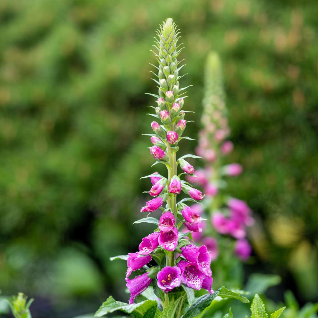 Digitalis purpurea (digitale pourpre) – 60 plants, Ø9 cm, 10–25 cm de haut – photo 7