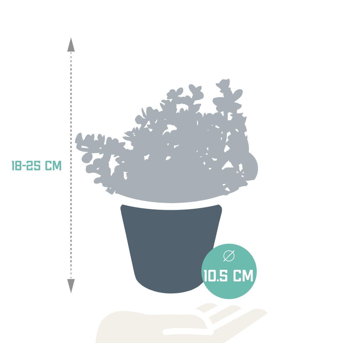 Portulacaria afra Variegata (arbre à saucisses) en pot blanc – Ø12 cm, 25 cm de haut – photo 2