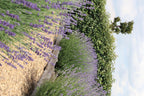 Lavendel (Lavandula) – 72 Pflanzen, Ø 7 cm, 15 cm hoch