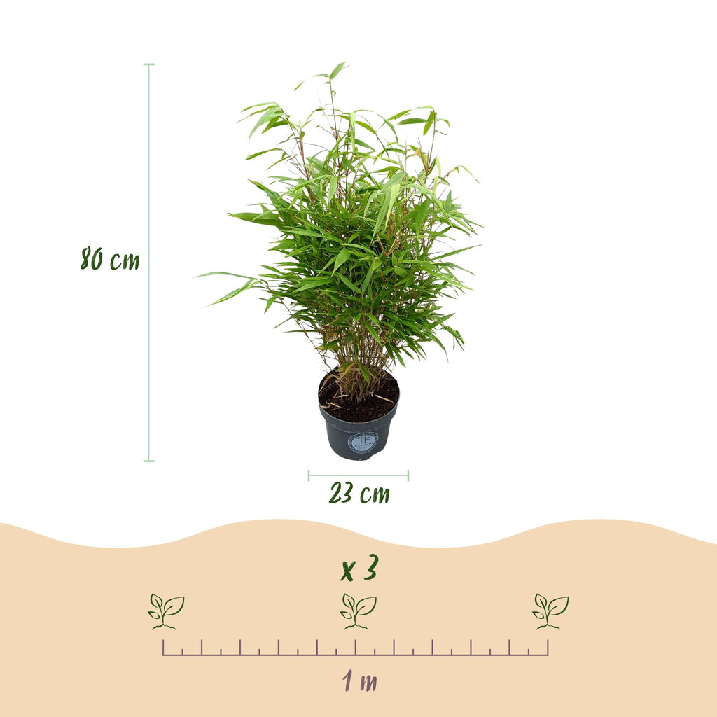 Fargesia rufa (nicht ausladender Bambus) – 2 Pflanzen, Ø 23 cm, 80 cm hoch – Bild 3