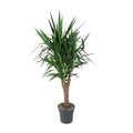 Yucca Elephantipe vertakt – Ø31 cm, 150 cm hoog