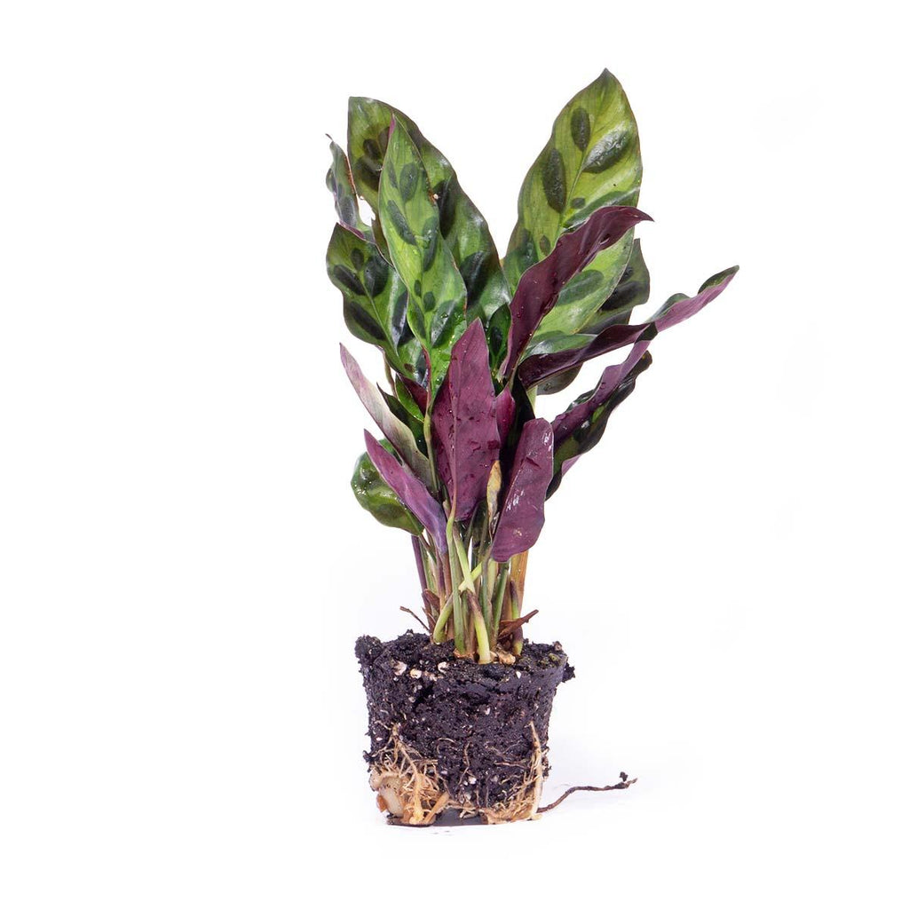 Calathea Lancifolia – Ø6 cm – pauwenplant