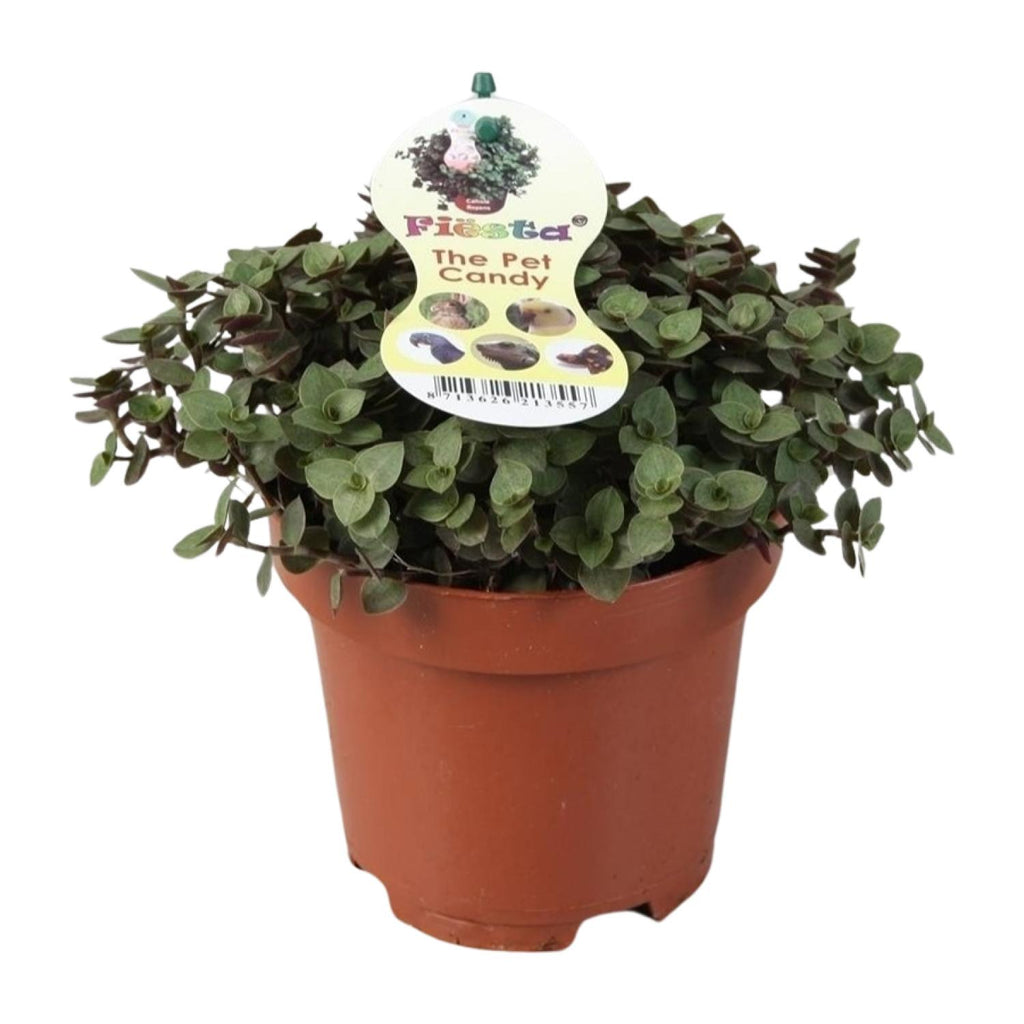 Callisia Repens – Ø12 cm, 17 cm høj