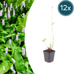 Persicaria anomala 'Alba' (Taubnessel) – 12 Pflanzen, Ø9 cm, 10–25 cm hoch
