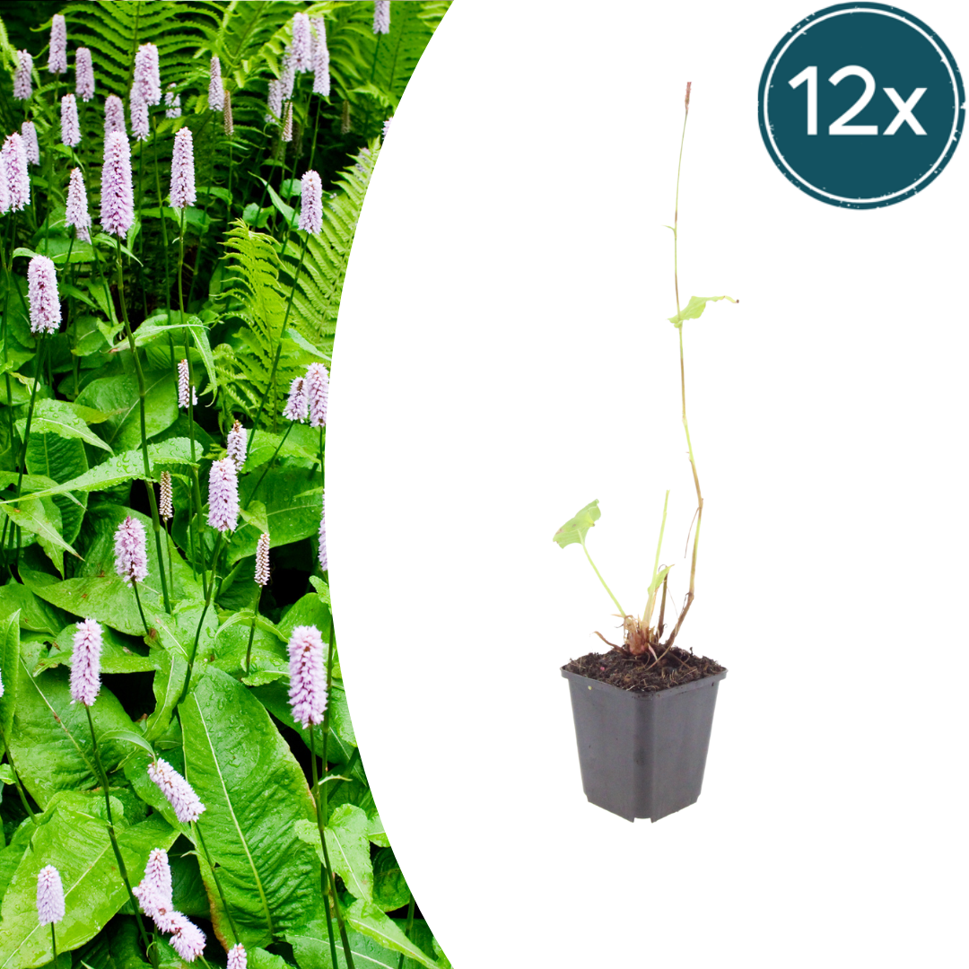 Persicaria anomala 'Alba' (Taubnessel) – 12 Pflanzen, Ø9 cm, 10–25 cm hoch