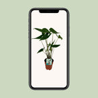 Alocasia zebrina (oreille d'éléphant) – Ø19 cm, 75 cm de haut