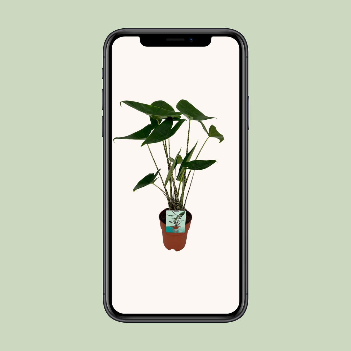 Alocasia zebrina (oreille d'éléphant) – Ø19 cm, 75 cm de haut