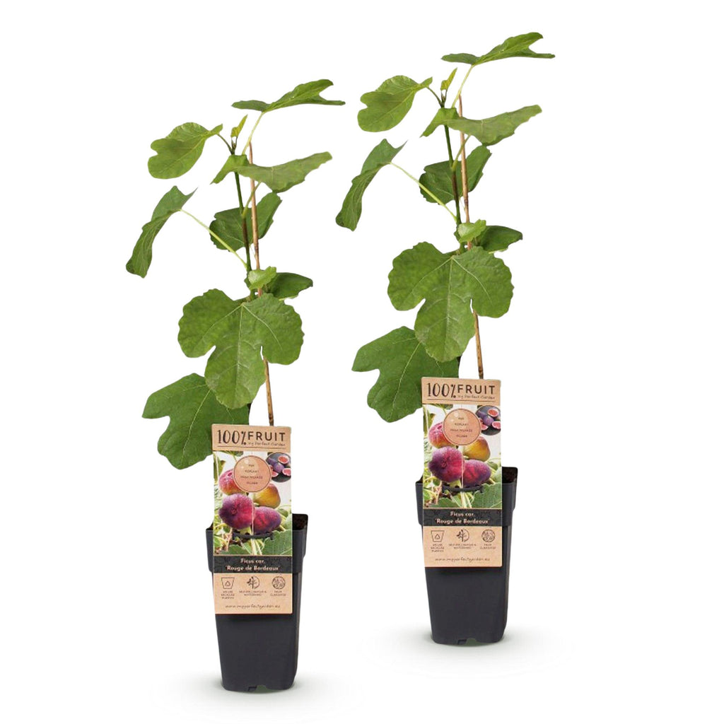 Ficus carica 'Rouge De Bordeaux' (Feigenbaum) – 2 Pflanzen, Ø15 cm, 50 cm hoch – Bild 2