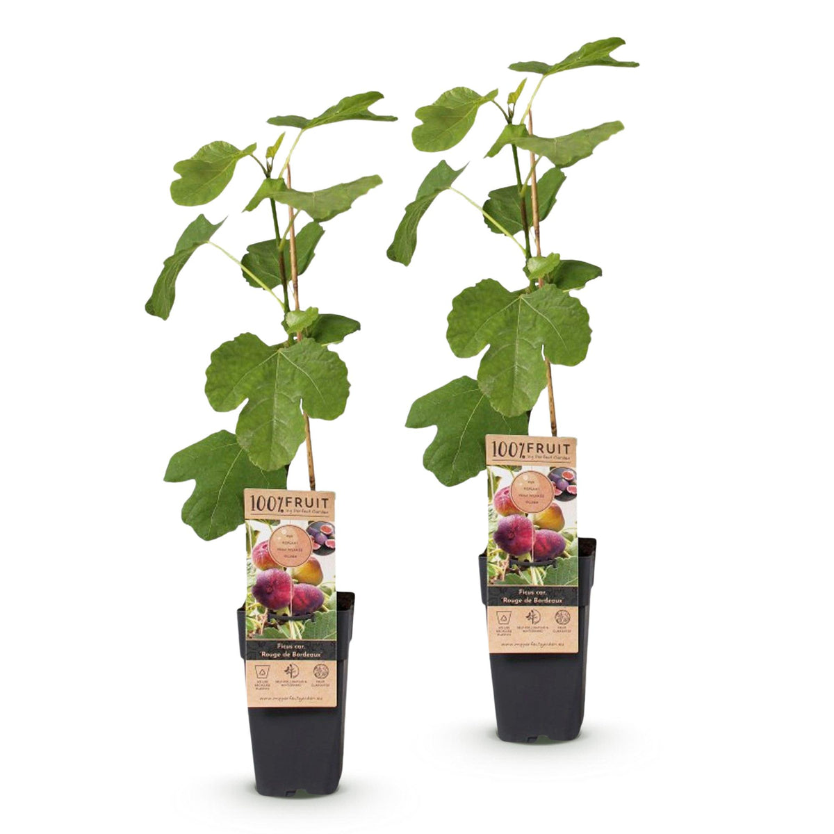 Ficus carica 'Rouge De Bordeaux' (Feigenbaum) – 2 Pflanzen, Ø15 cm, 50 cm hoch – Bild 2