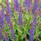 Salvia nemorosa 'Sense Deep Blue' (Salbei) – violett – Ø 11 cm, 15–25 cm hoch