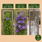 Clematis 'Multi Blue' (Waldrebe) – blau – 4 Pflanzen, Ø 9 cm, 35 cm hoch