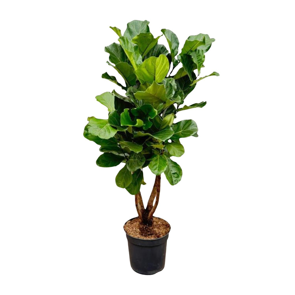 Ficus lyrata verzweigt XL (Geigenfeige) – Ø 34 cm, 170 cm hoch