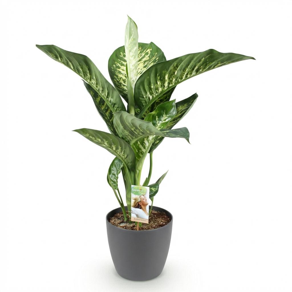 Dieffenbachia in Potter-sierpot grijs – Ø21 cm, 90–100 cm hoog