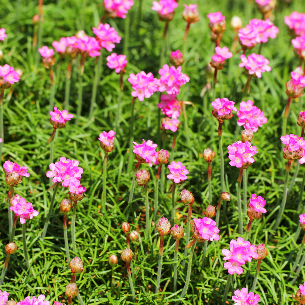 Armeria m. 'Splendens' (Armérie) – 6 plantes, Ø9 cm, 10–25 cm de haut – photo 8