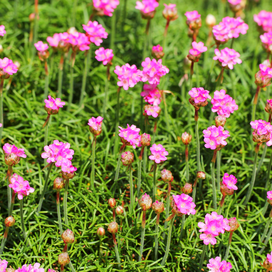Armeria m. 'Splendens' (Armérie) – 6 plantes, Ø9 cm, 10–25 cm de haut – photo 8