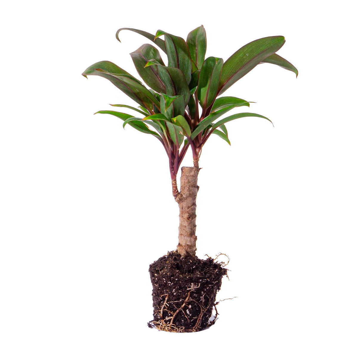 Cordyline fruticosa 'Purple Compacta' (Dracaena) – Ø6 cm – photo 4